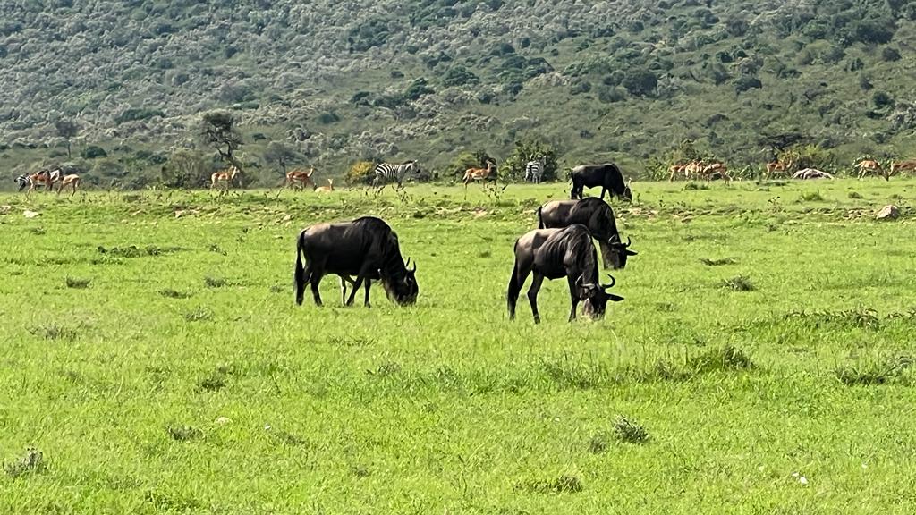 Masai Mara Fly-In Safari