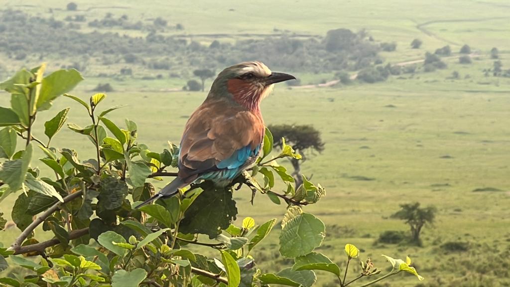 Serengeti and Ngorongoro Crater Fly-In Safari